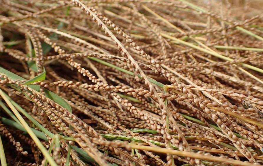 ...FonioForce, une vision, une passion!